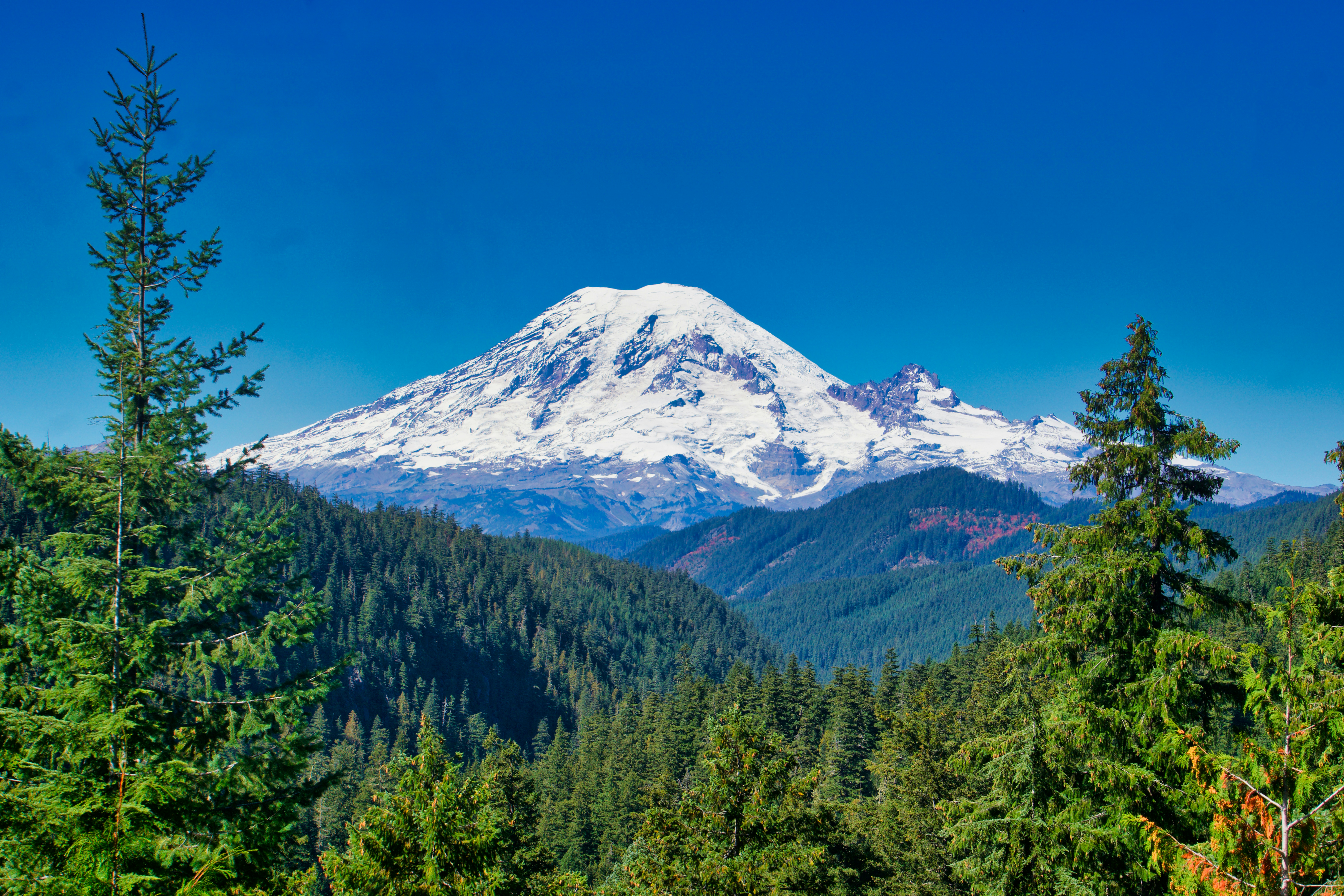 Ancient temperate rainforest with moss-draped maple trees on a sightseeing tour